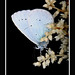 Holly Blue Photo 40