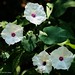 June Hedges Photo 16