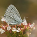 Holly Blue Photo 39