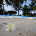 Sandy White Photo 38
