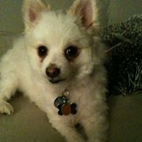 Chico Perez Photo 2