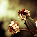 Clint Flowers Photo 17