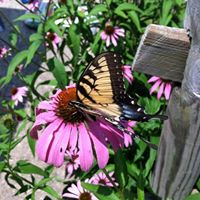 Cathy Beatty Photo 7
