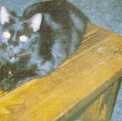 Virginia Banks Photo 12