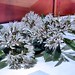 Rudolph Flowers Photo 11