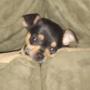 Victoria Hartwell Photo 19