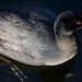 Steven Coots Photo 30