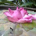 Lily Thompson Photo 39
