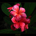 Wendy Perkins Photo 40