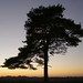 Scot Wood Photo 21