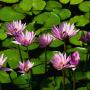 Brenda Matlock Photo 23