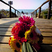 Fred Ferraro Photo 20