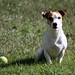 Russell Tobias Photo 22