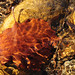 Amber Kerns Photo 37