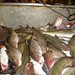 Bonnie Fish Photo 35