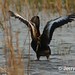 Jerry Greene Photo 39