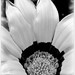 Daisy Flowers Photo 40