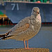 Thomas Towne Photo 23