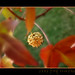 Amber Kerns Photo 36
