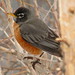 Robin Canada Photo 23