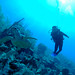 Eugene Diver Photo 14