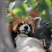 Tan Chang Photo 35