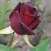 Rose English Photo 3