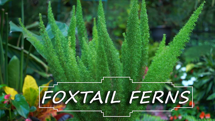 Fern Fox Photo 10