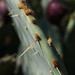 Duke Sharp Photo 19
