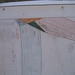 Ralph Cutter Photo 18