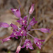 Weldon Davis Photo 27