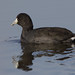 Michael Coots Photo 32