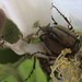 Rose Beetle Photo 11