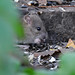 Young Brown Photo 30