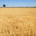 Victoria Wheat Photo 30