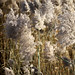 Autumn Reed Photo 45
