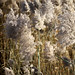 Autumn Reed Photo 43