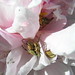 Rose Beetle Photo 12