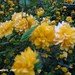Kerrie Bush Photo 19