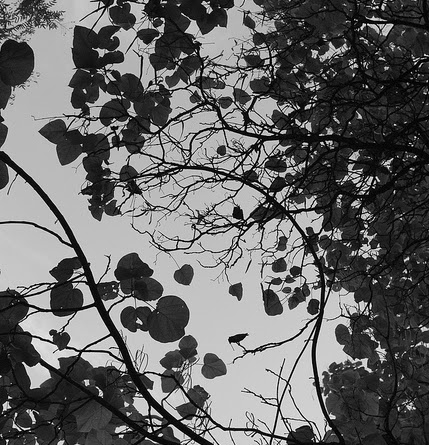 Isabel Rivero Photo 14