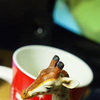 Xun Zhou Photo 1