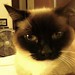 Precious Hunter Photo 29