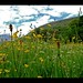 Dale Meadows Photo 37