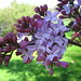 Rebecca Staley Photo 41