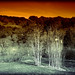 Molly Burns Photo 42