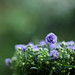 Sylvia Green Photo 41