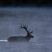 Stephen Herd Photo 28