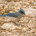 Jay Lemmon Photo 17