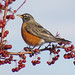 Robin Land Photo 26