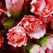 Sam Flowers Photo 43